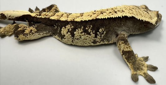 B3G10.5-A_Male-Harlequin