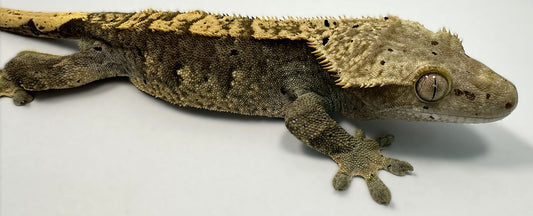 B3G10.6-A_Male-Flame