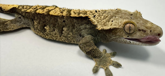 B3G10.6-A_Male-Flame