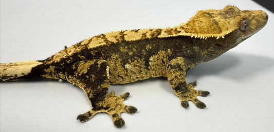 B3G8-J_Female-Harlequin