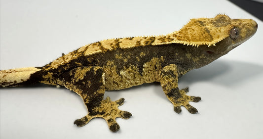 B3G8-J_Female-Harlequin