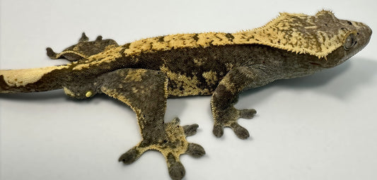 B3G8.1-J_Male-Harlequin