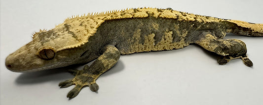 B3G17-A_Male-Harlequin