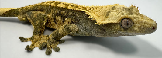 B3G18-A_Male-Harlequin