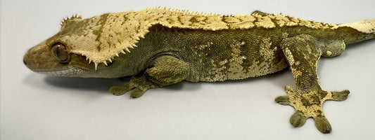 B3G13-A_Male-Harlequin