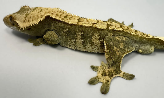 B3G13-A_Male-Harlequin