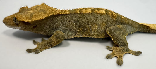 B3G41.1-A_Female Flame