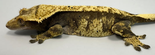 B3G41.2-A_Female Harlequin