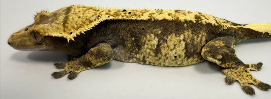 B3G41.2-A_Female Harlequin