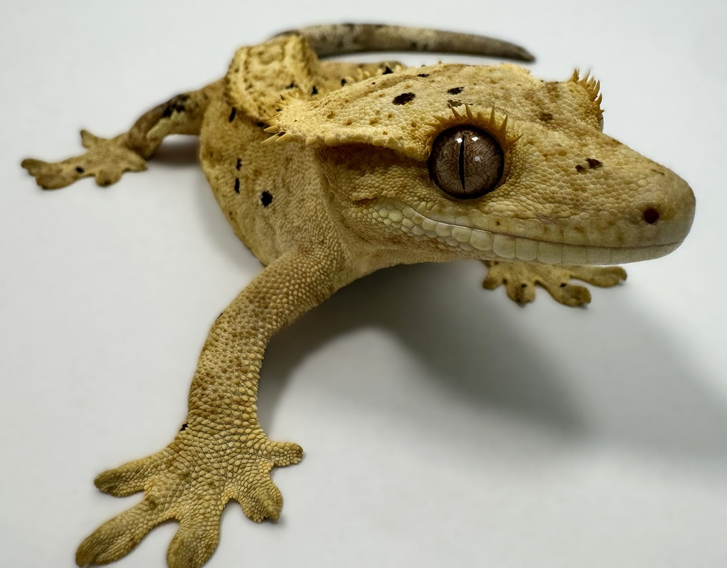 B3G1-Yellow/Cream Dalmatian-Female