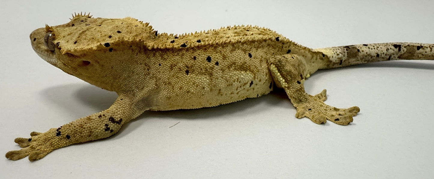 B3G1-Yellow/Cream Dalmatian-Female