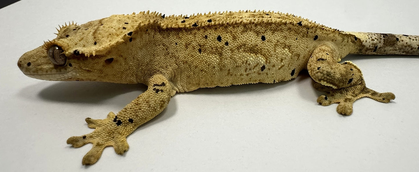 B3G1-Yellow/Cream Dalmatian-Female