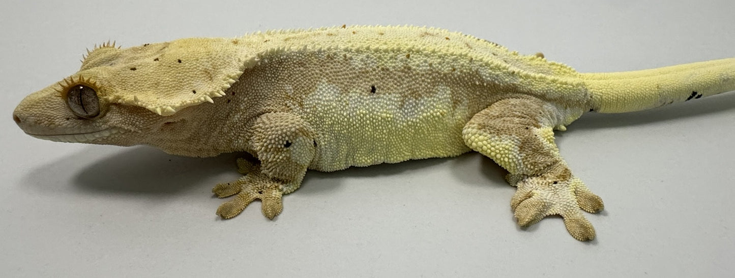 B3G2-Lilly White Het Axanthic-Female