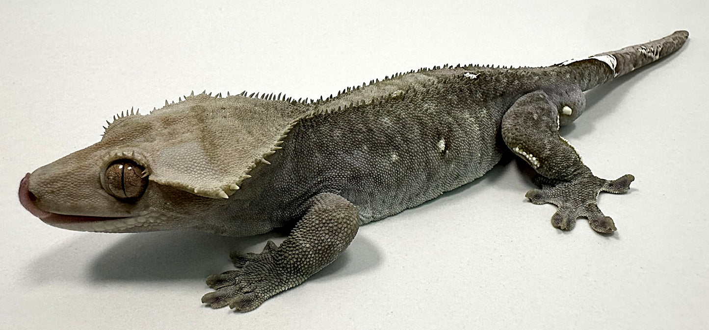 B3G2-Axanthic-Male