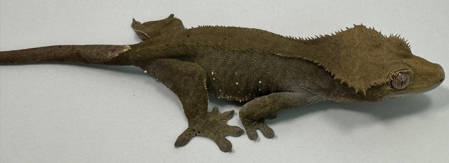 B3G42-Charcoal-Female