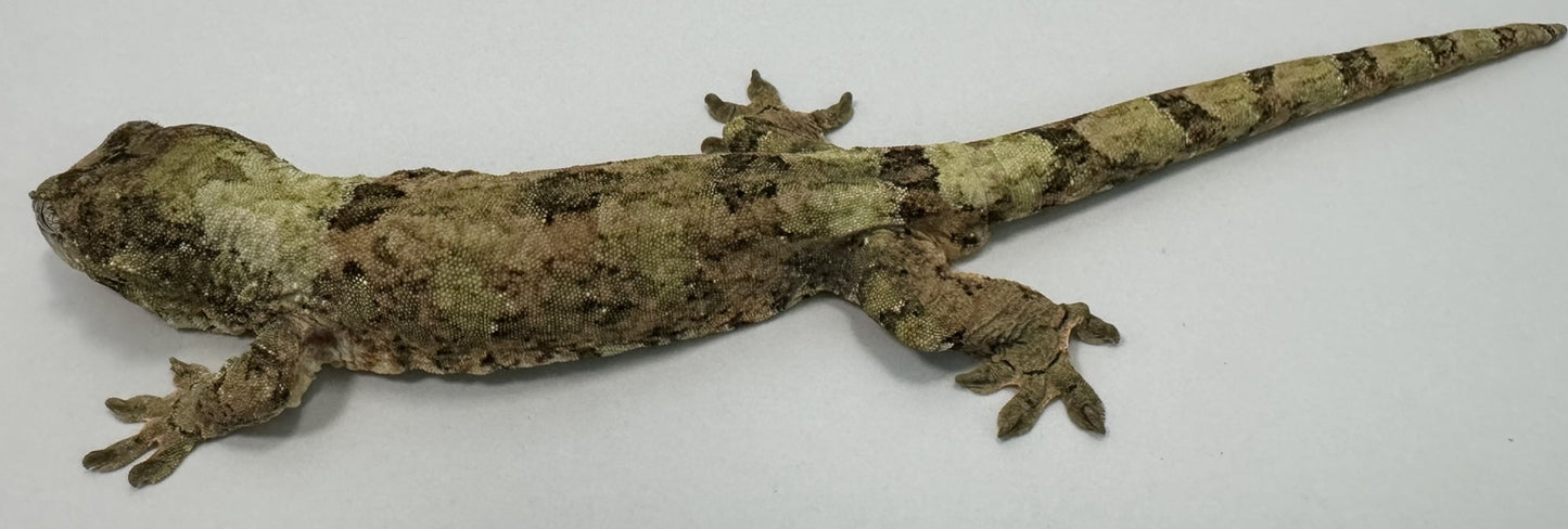 B3G15-Pine Island Chahoua-Male