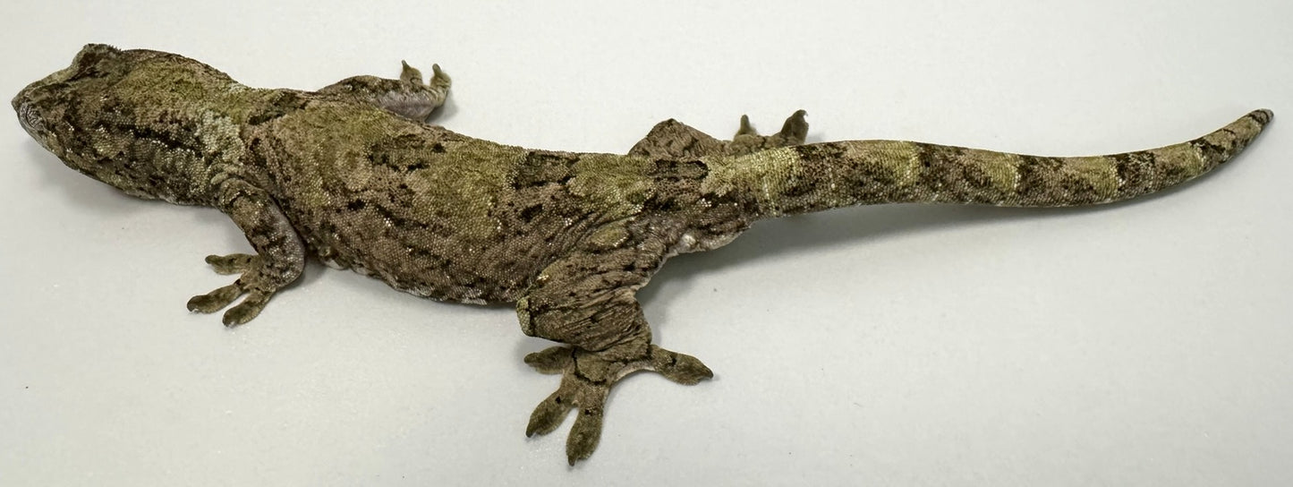 B3G16-Pine Island Chahoua-Male